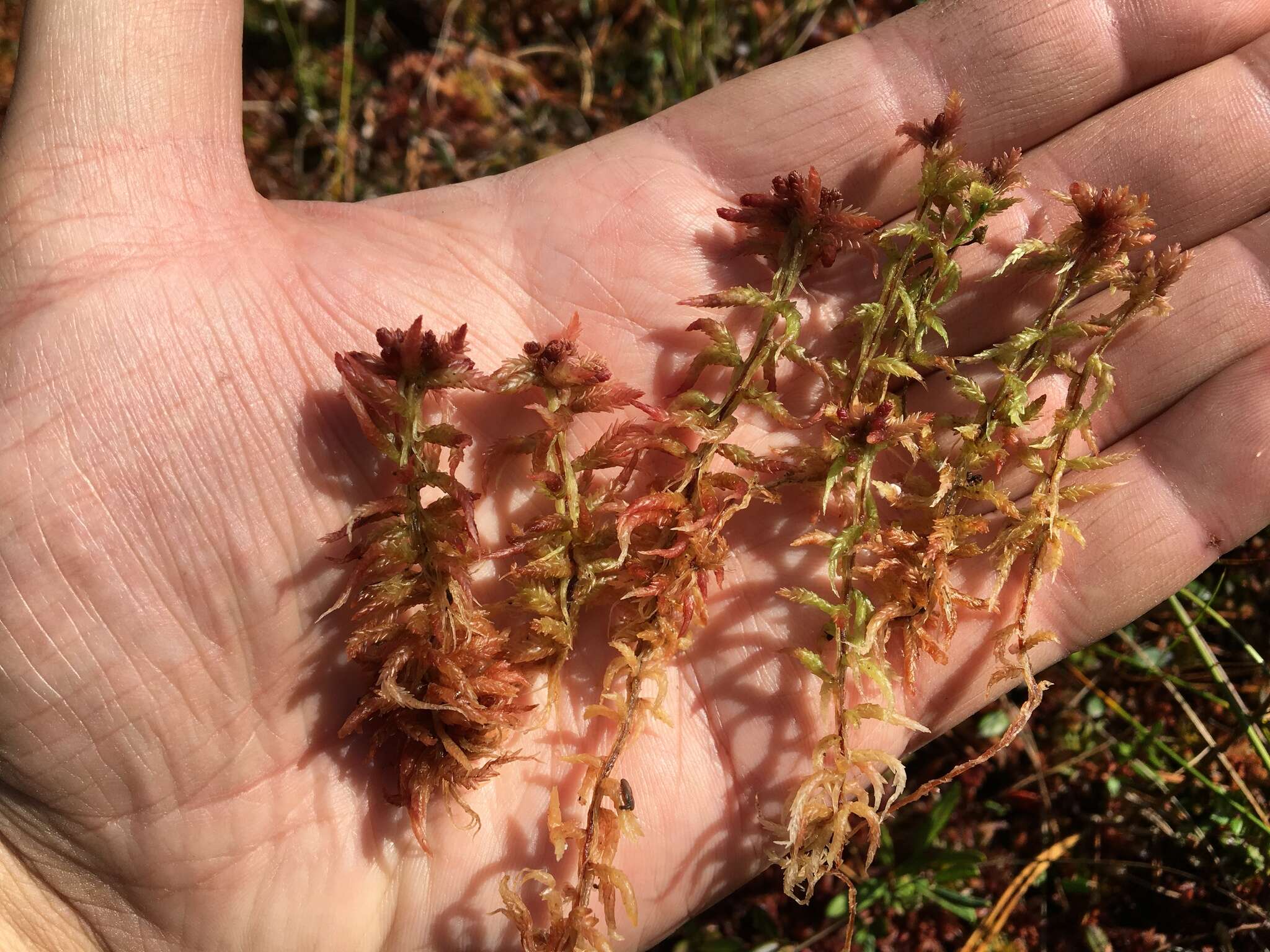 Imagem de <i>Sphagnum medium</i>