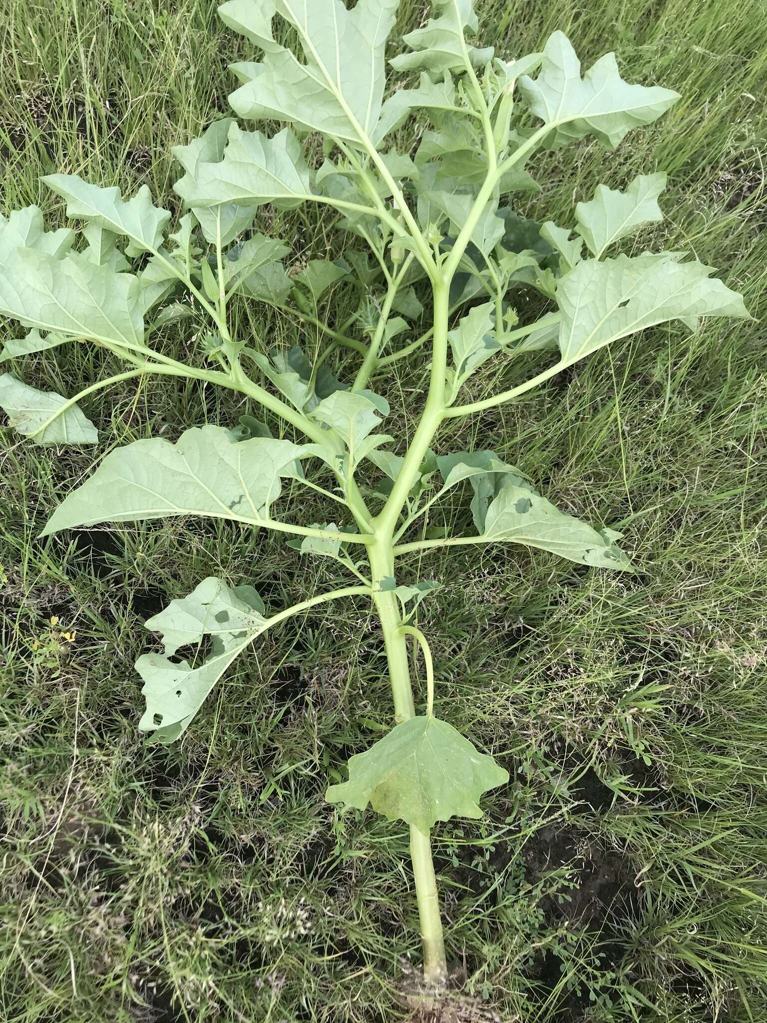 Image de Datura ferox L.