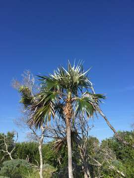 Image of Florida silver palm