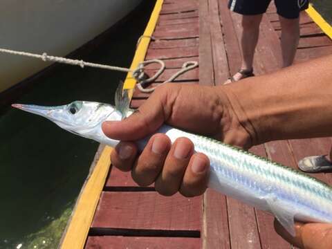 Image of Hound Needlefish