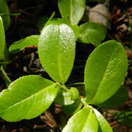 Image of blueberry willow