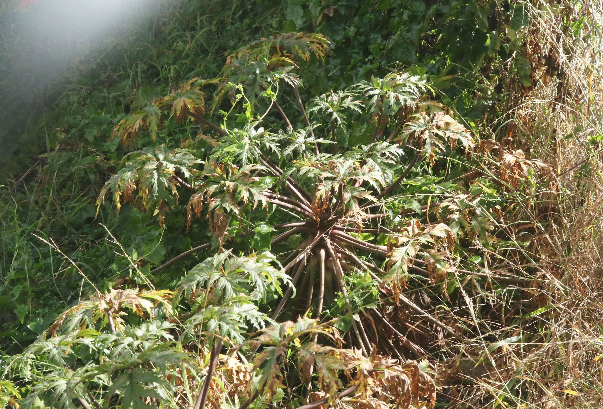 Image of Madiera cranesbill