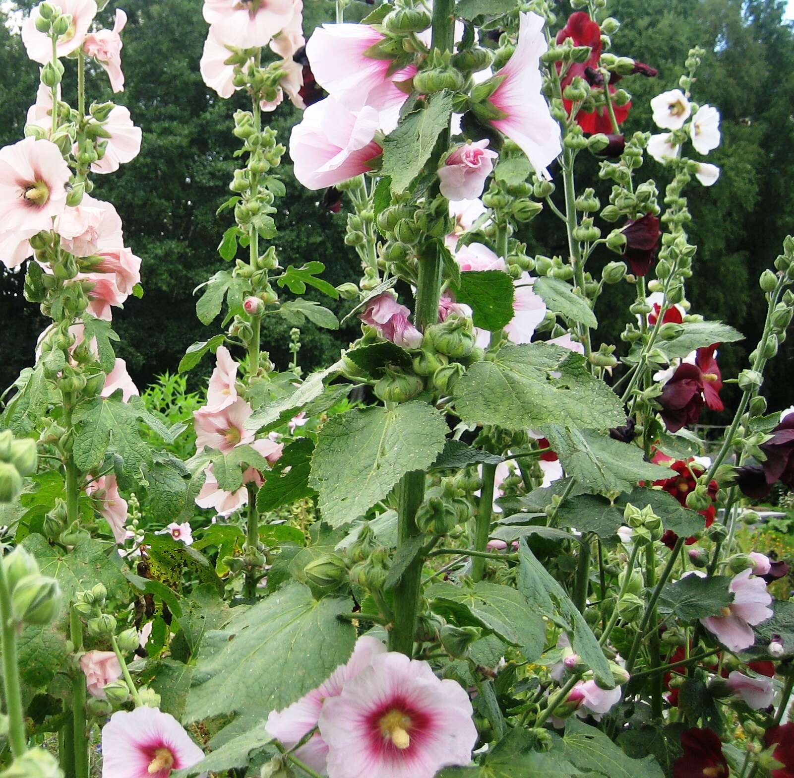 Image of hollyhock