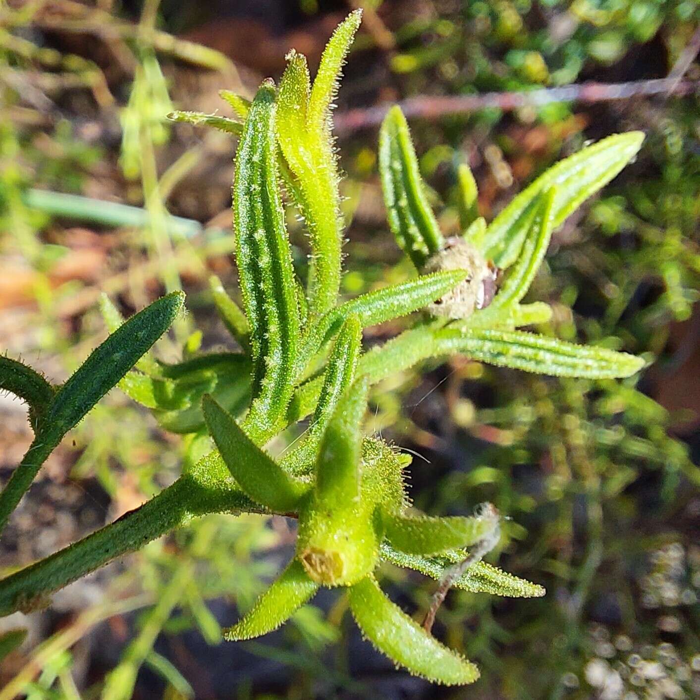 Image of Coopernookia barbata (R. Br.) Carolin