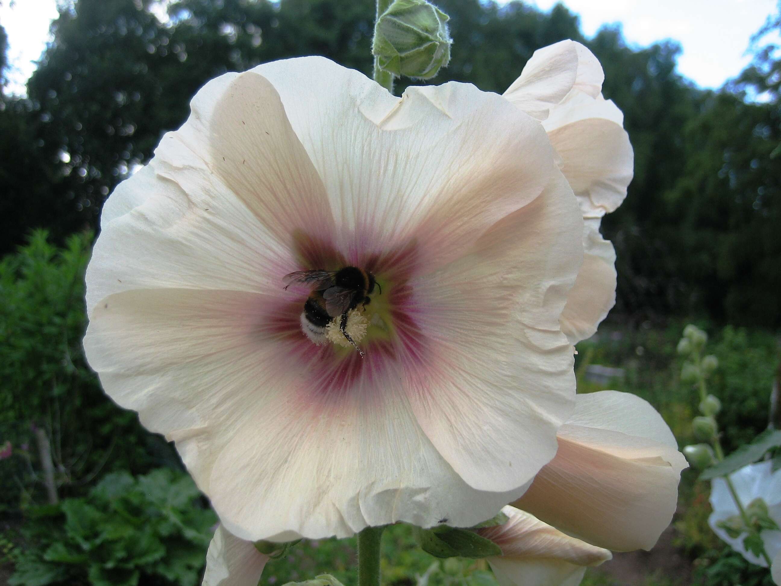 Image of hollyhock