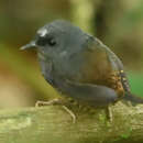 Image of Santa Marta Tapaculo