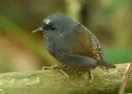 Image of Santa Marta Tapaculo