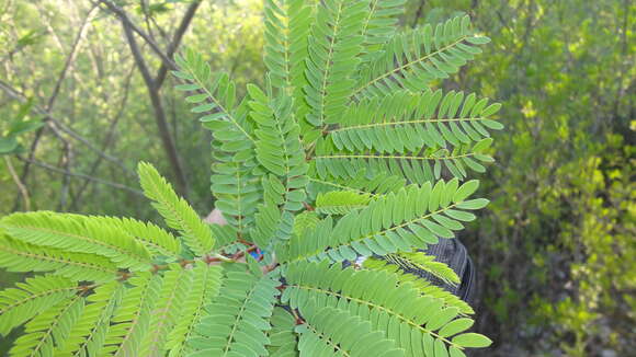 Plancia ëd Leucaena greggii S. Watson