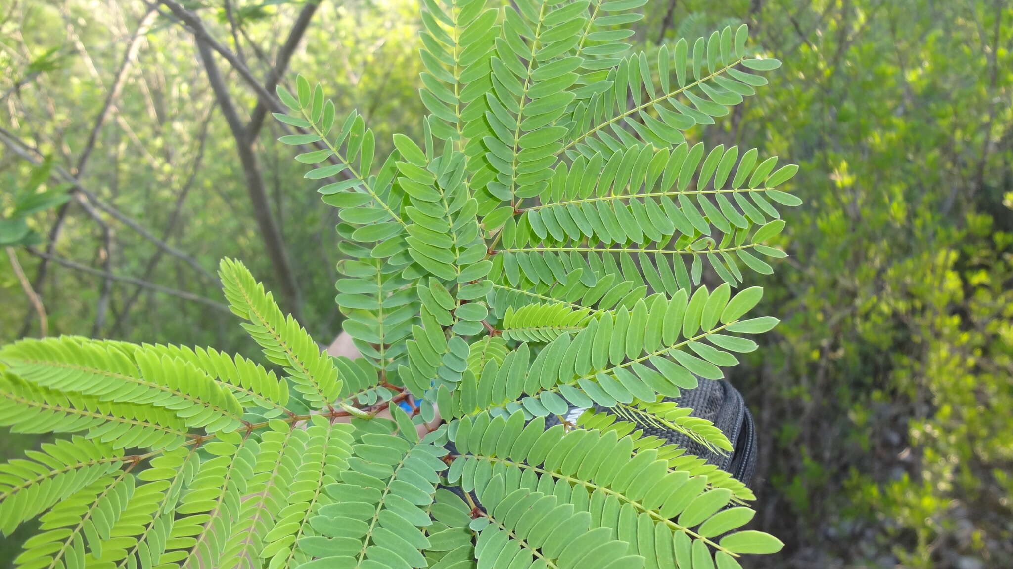 Image de Leucaena greggii S. Watson