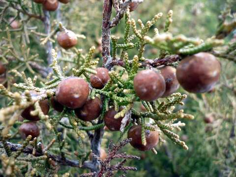 Image of Phoenician Juniper