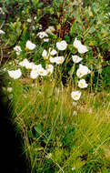 Слика од Papaver pulvinatum subsp. lenaense A. I. Tolmachev