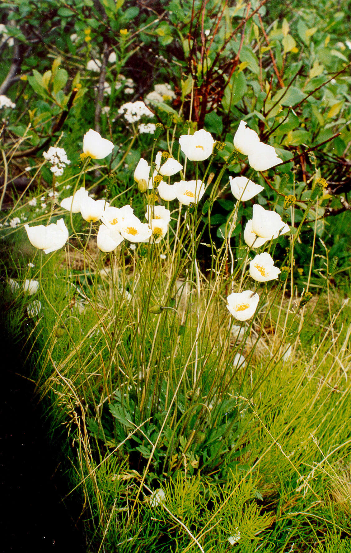 Слика од Papaver pulvinatum subsp. lenaense A. I. Tolmachev