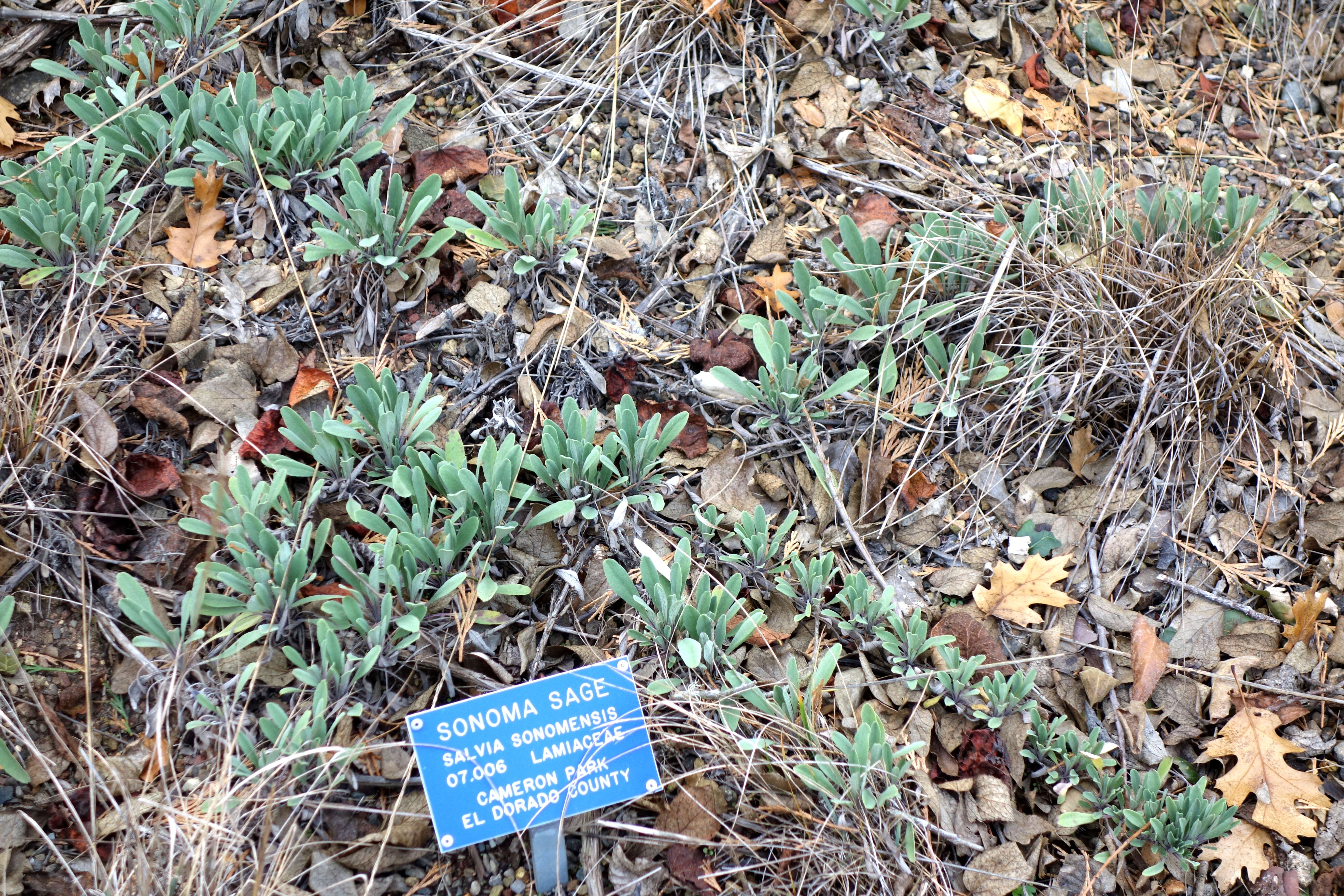 Imagem de Salvia sonomensis Greene