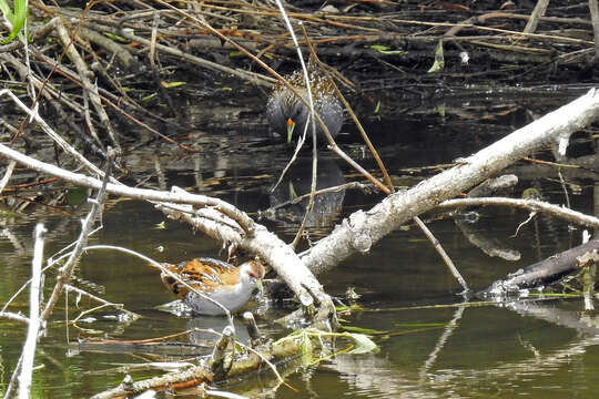 Image of Baillon's Crake