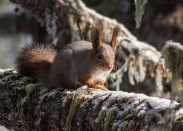 Image of Sciurus vulgaris altaicus Serebrennikov 1928