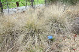 Image of deergrass