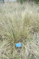 Image of deergrass