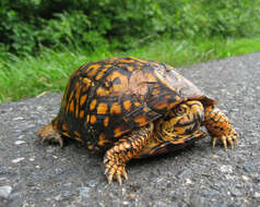 Image of Eastern box turtle