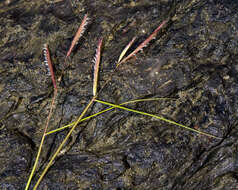 Image of saltmeadow cordgrass