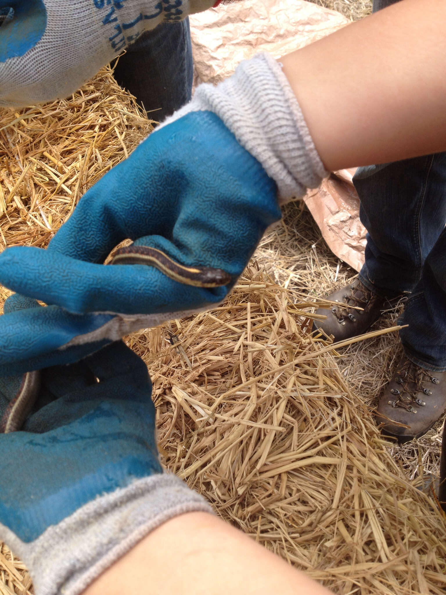 Sivun Thamnophis elegans (Baird & Girard 1853) kuva