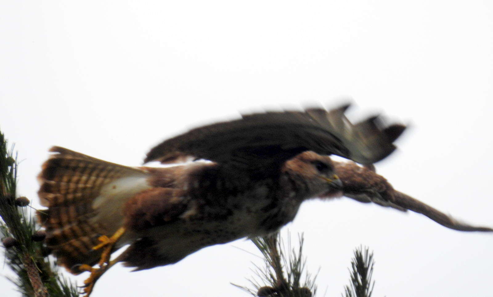 Imagem de Buteo trizonatus Rudebeck 1957