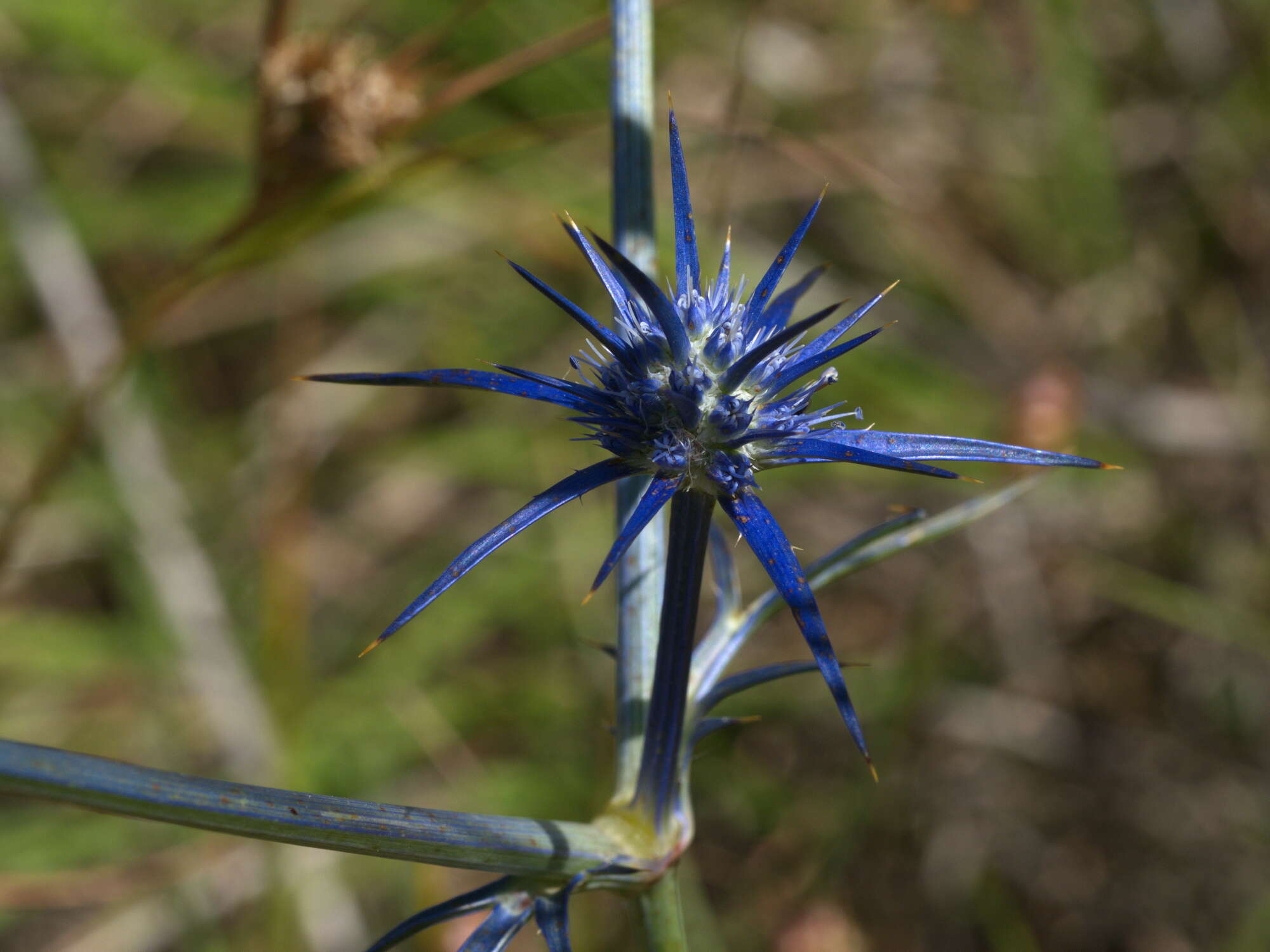 Imagem de Eryngium ovinum A. Cunn.