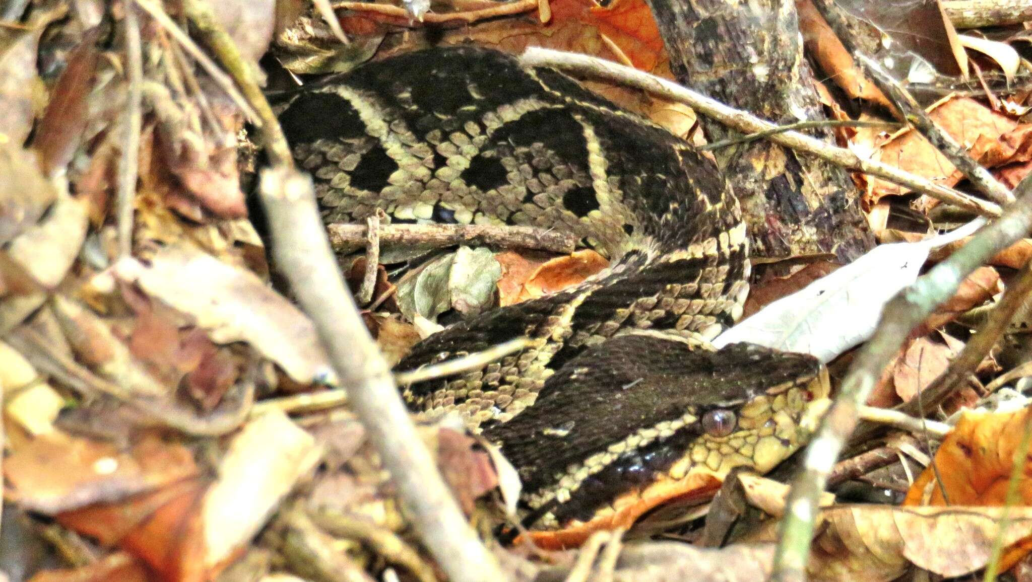 صورة Bothrops jararacussu Lacerda 1884