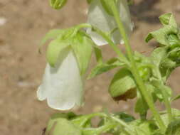 Image of Campanula pendula M. Bieb.