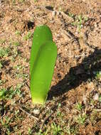 صورة Haemanthus amarylloides subsp. polyanthus Snijman