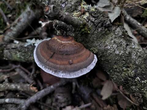 Image of Daedaleopsis nitida (Durieu & Mont.) Zmitr. & Malysheva 2013