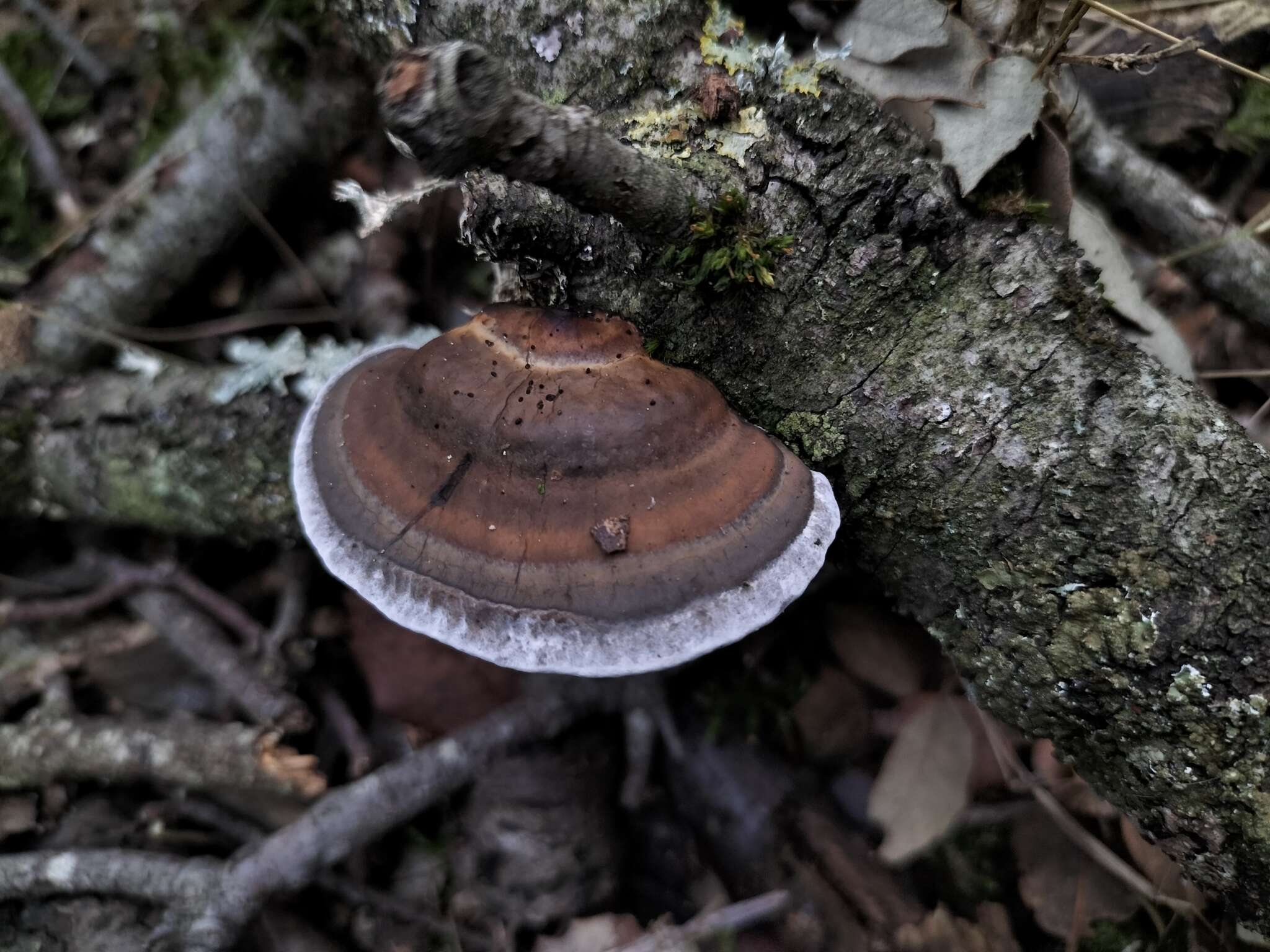 Image of Daedaleopsis nitida (Durieu & Mont.) Zmitr. & Malysheva 2013