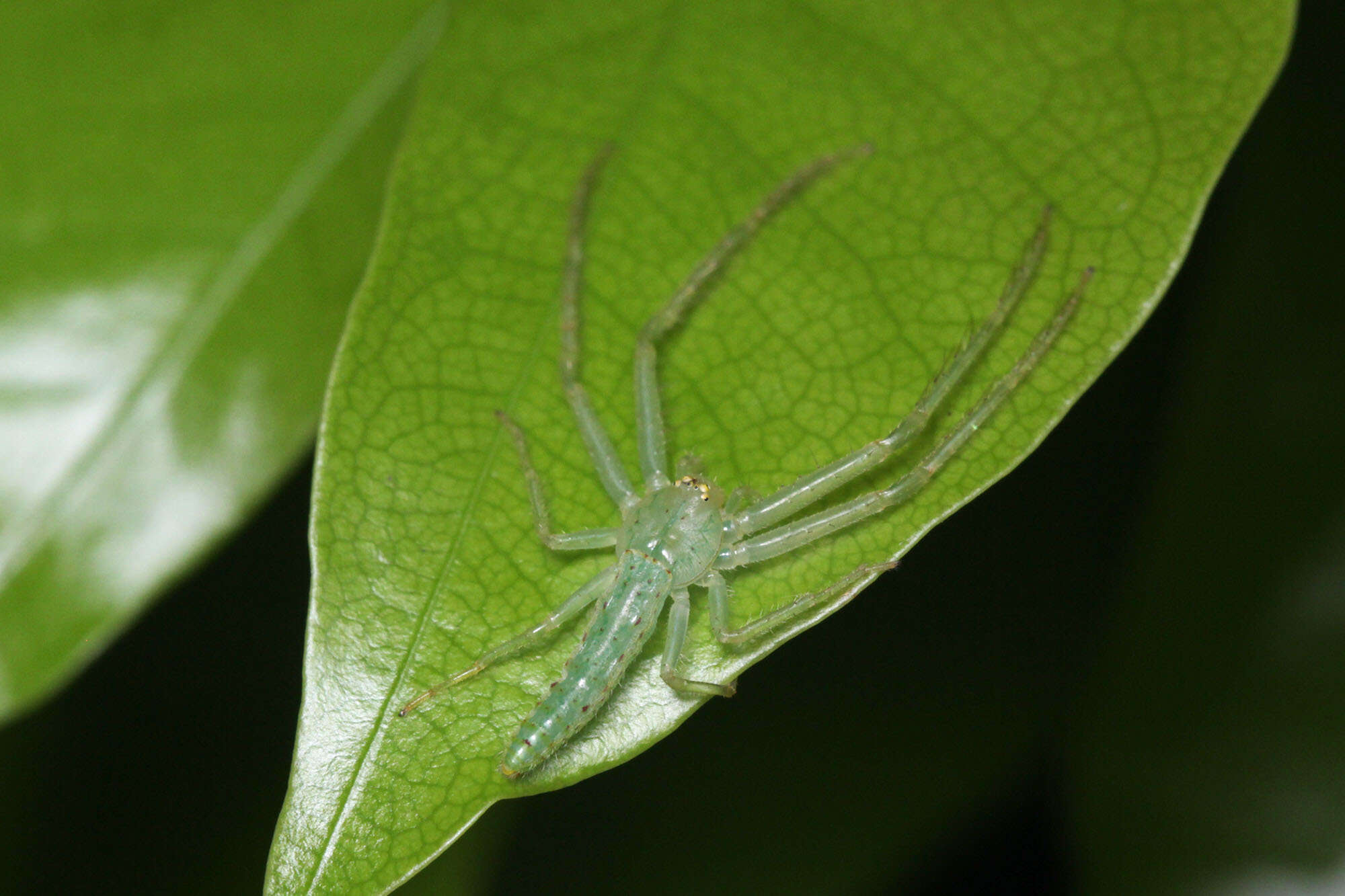 Image of Oxytate virens (Thorell 1891)