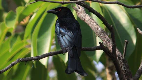 Image of Spangled Drongo