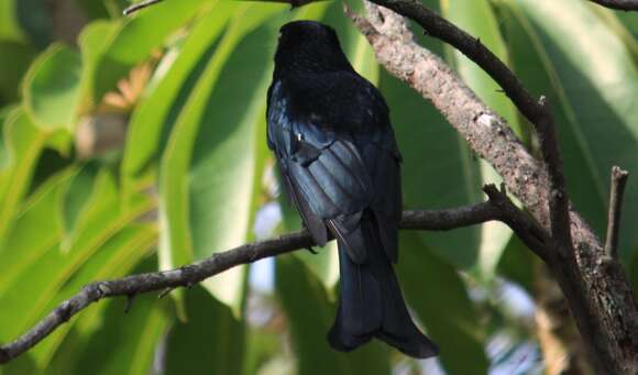 Image of Spangled Drongo