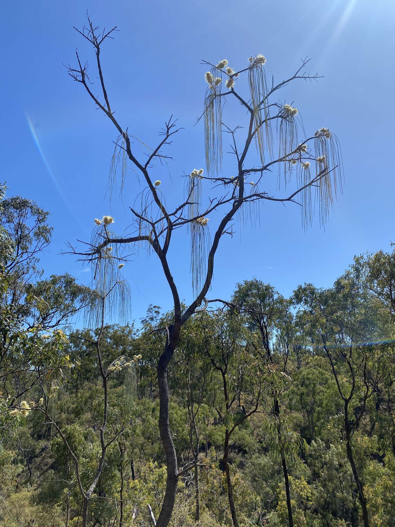 Image de Hakea lorea (R. Br.) R. Br.