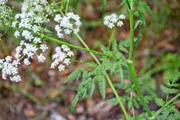 Imagem de Anthriscus sylvestris (L.) Hoffm.