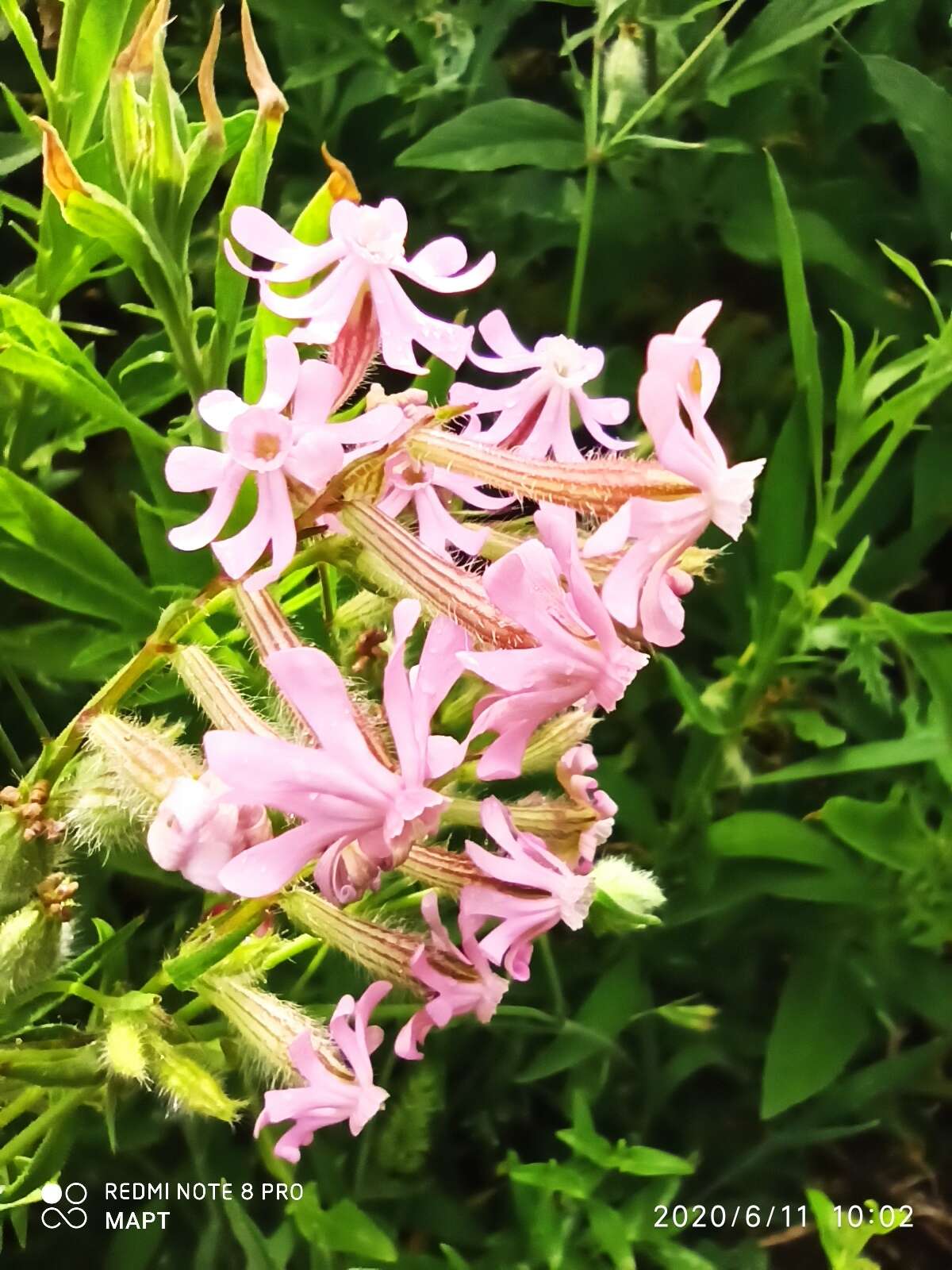 Silene bellidifolia Jacq.的圖片