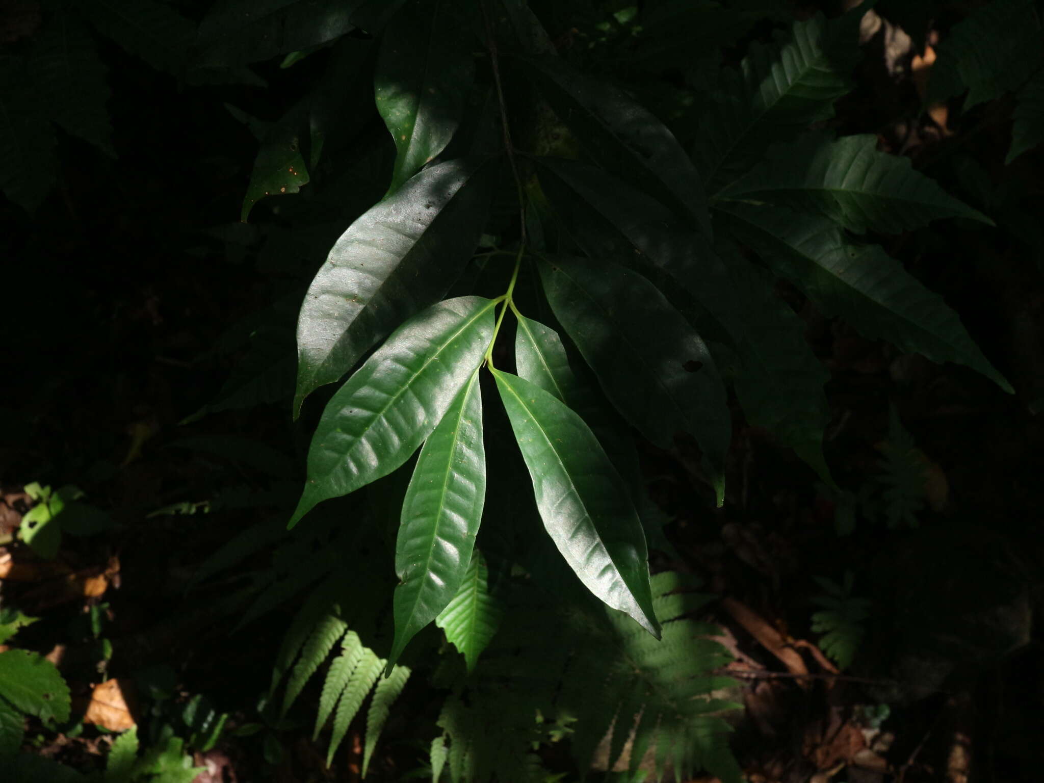 Image of Syzygium tripinnatum (Blanco) Merr.