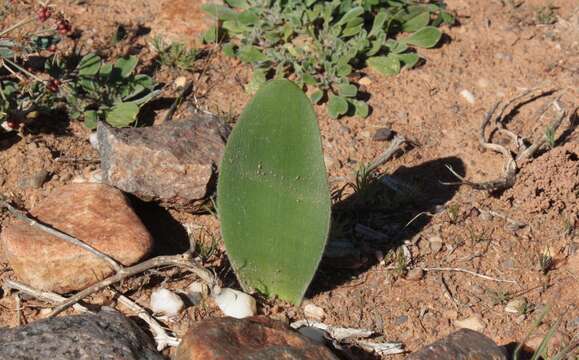 Imagem de Haemanthus unifoliatus Snijman