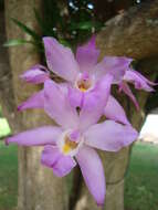 Plancia ëd Laelia autumnalis (Lex.) Lindl.