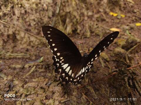 صورة Papilio dravidarum Wood-Mason 1880