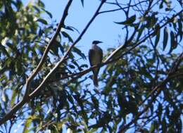 Image of Noisy Friarbird