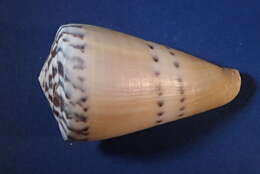 Imagem de Conus mustelinus Hwass ex Bruguière 1792