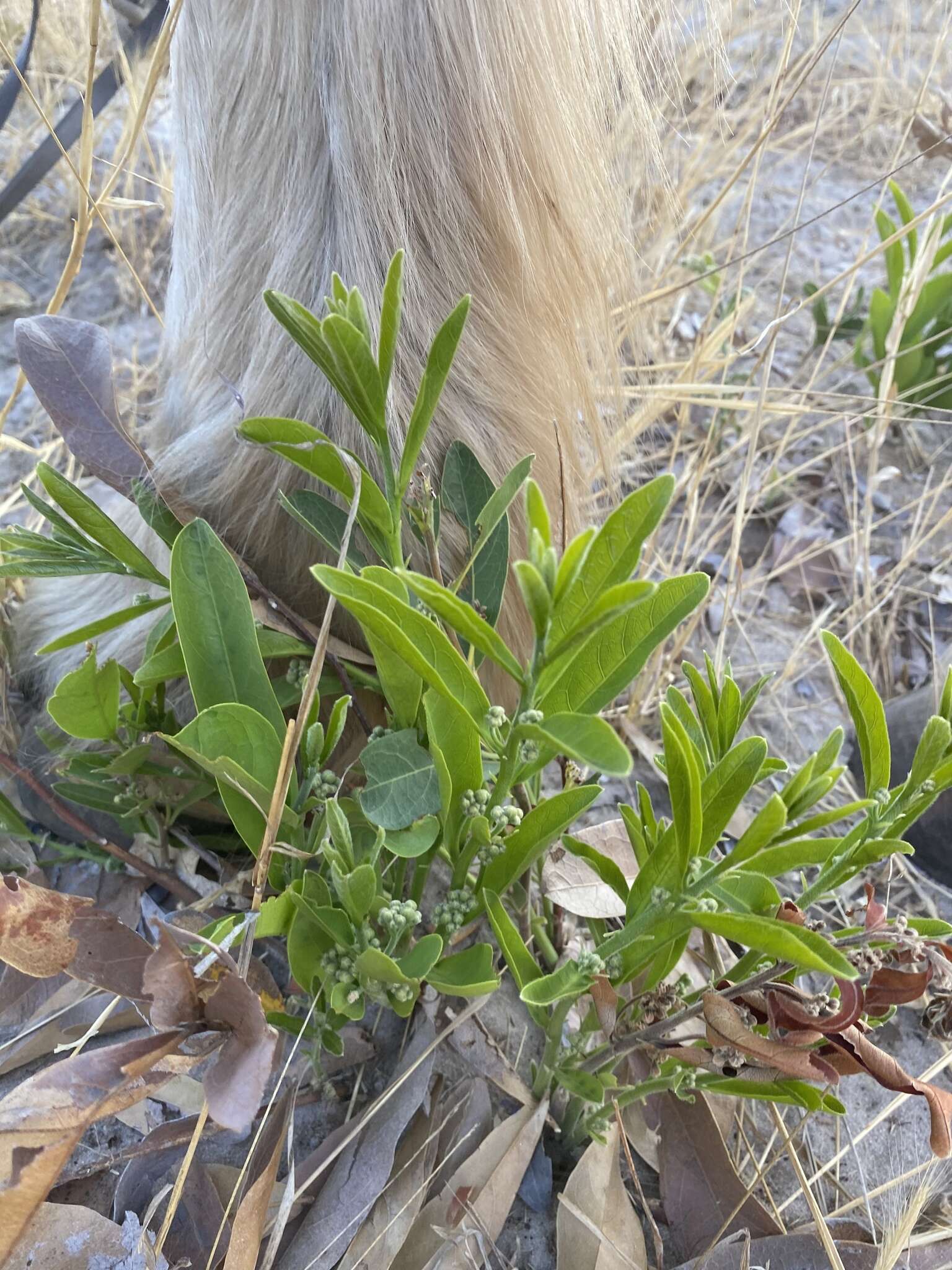 Image of Dichapetalum cymosum (Hook.) Engl.