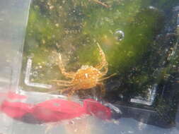 Image of sargassum crab