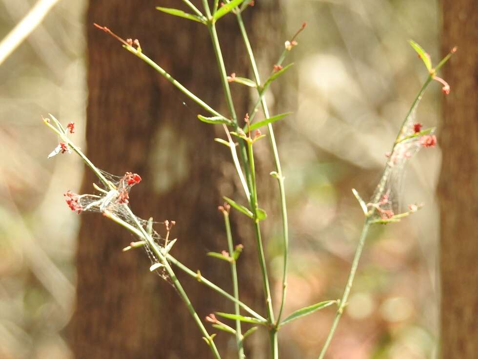 Image of Crossopetalum uragoga (Jacq.) O. Kuntze