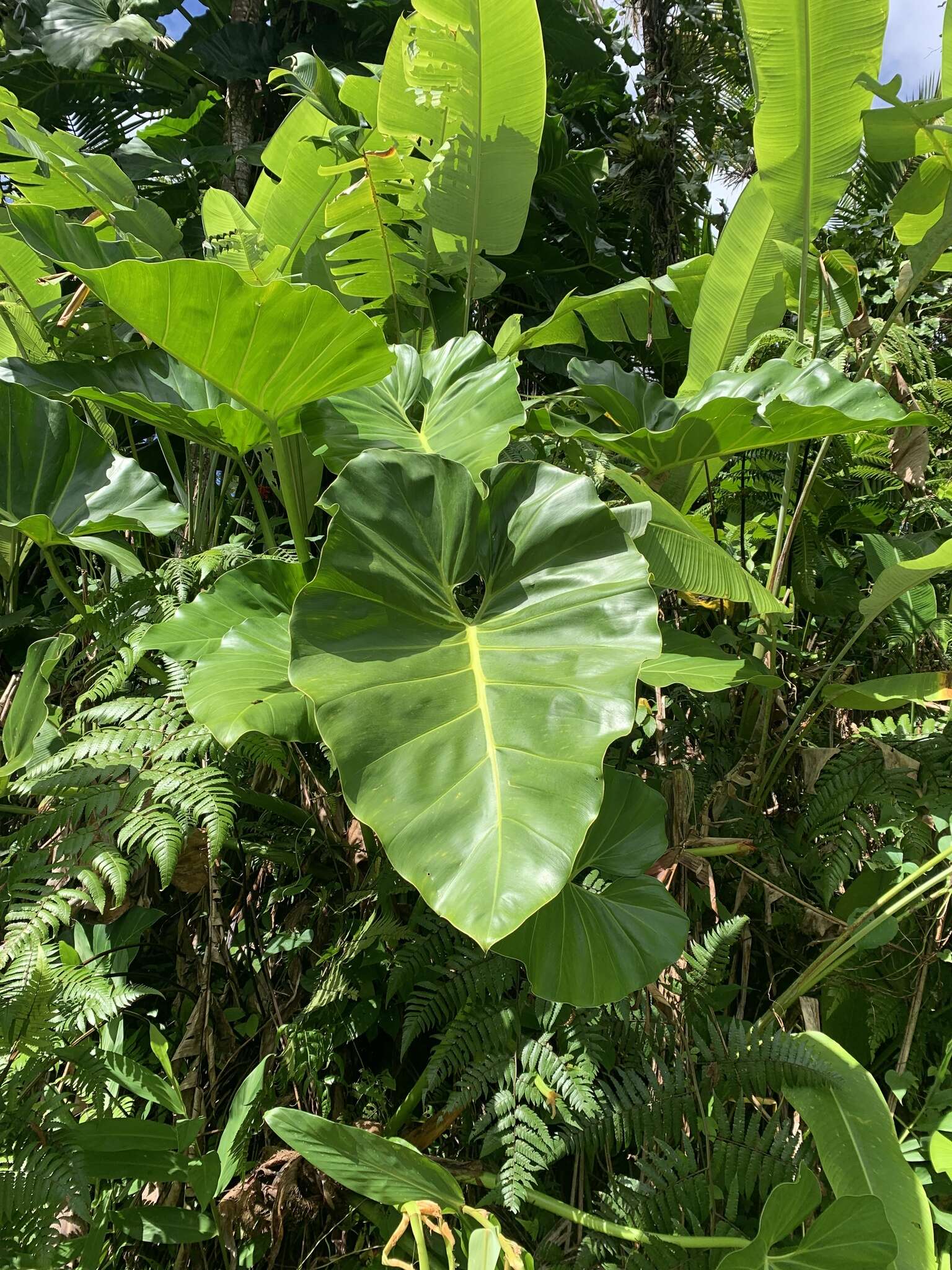 Image of giant philodendron