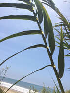 صورة Arundo donax L.