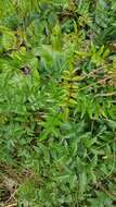 Image of pink jasmine