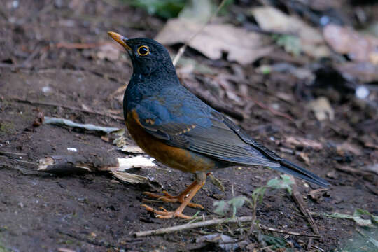 Imagem de Turdus dissimilis Blyth 1847